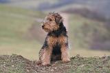 WELSH TERRIER 131